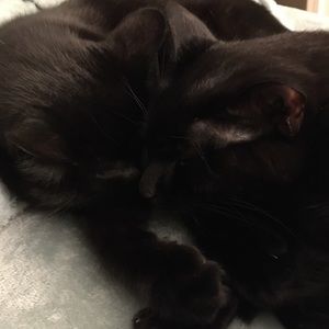 Meet your Posher, Bea